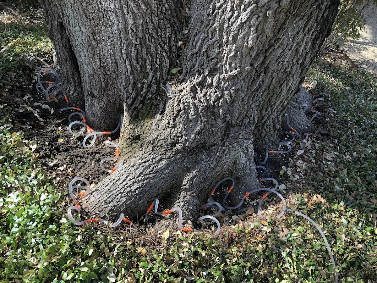 Detailed Tree Cabling and Bracing job site in Cherryvale