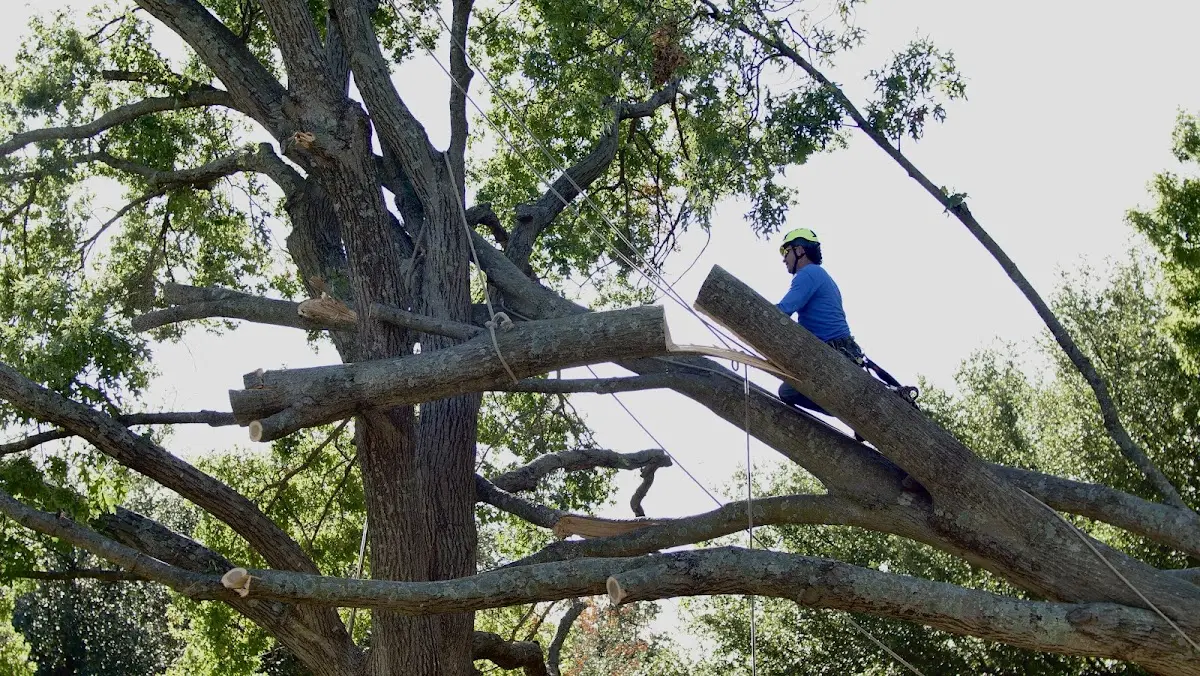 Professional Hazardous Tree Removal performed by certified arborists in Cherryvale